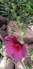 Hibiscus radiatus
