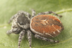 Phidippus tyrrelli