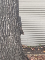 Sciurus carolinensis