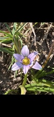 Romulea pratensis