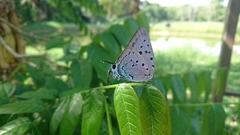 Pseudolycaena