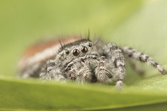 Phidippus tyrrelli