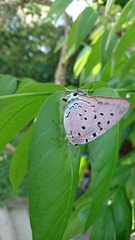 Pseudolycaena
