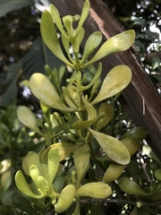 Dendrophthora clavata