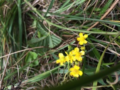 Ranunculus flammula ovalis