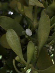 Dendrophthora clavata