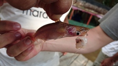 Auchenipteridae