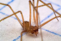 Spermophora senoculata