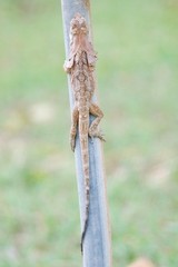 Chlamydosaurus kingii