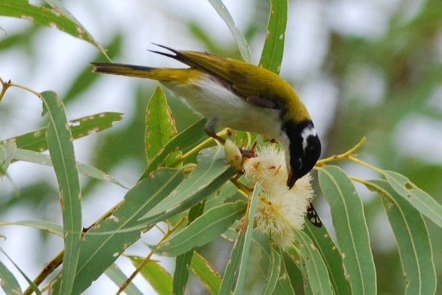 White-Throated Honeyeater