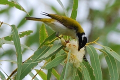 Melithreptus albogularis