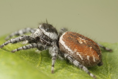 Phidippus tyrrelli