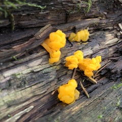 Dacrymyces