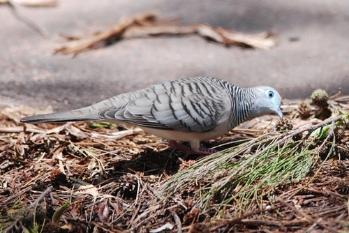 Peaceful Dove