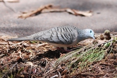 Peaceful Dove photo 4