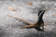 Northern Water Dragon photo 4