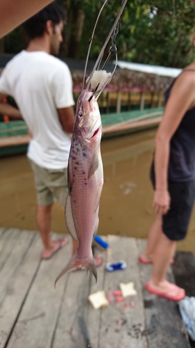 Calophysus macropterus