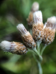 Antennaria pulcherrima