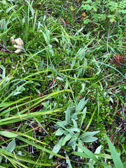 Antennaria pulcherrima