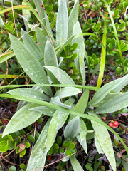 Antennaria pulcherrima