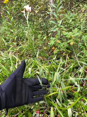 Antennaria pulcherrima