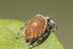 Phidippus tyrrelli