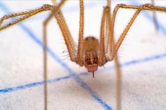 Spermophora senoculata