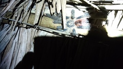 Avicularia juruensis