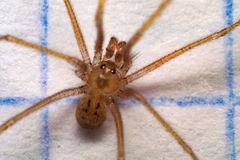 Spermophora senoculata