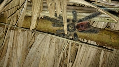 Avicularia juruensis