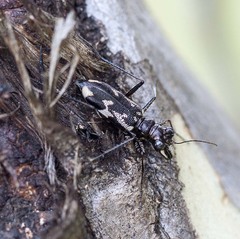 Distipsidera undulata