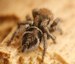 Habronattus festus