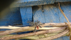 Avicularia juruensis