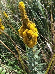Solidago elongata