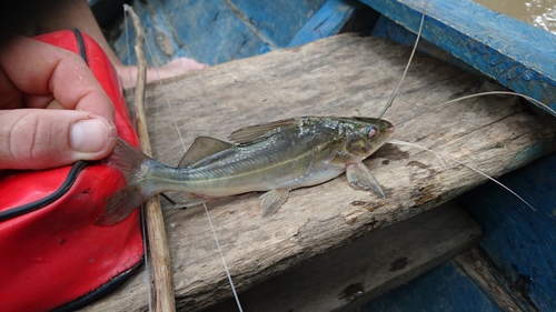 Pimelodus blochii