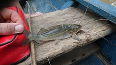 Pimelodus blochii