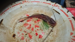 Calophysus macropterus