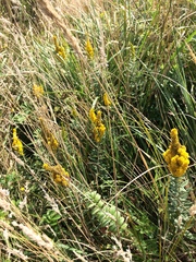 Solidago elongata
