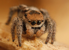 Habronattus festus