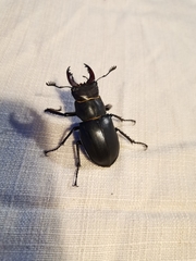 Lucanus cervus turcicus