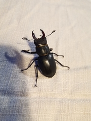 Lucanus cervus turcicus