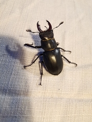 Lucanus cervus turcicus