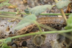 Proserpinus terlooii