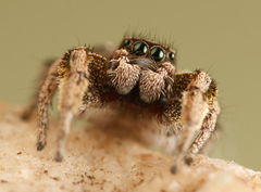 Habronattus festus