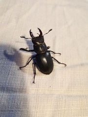 Lucanus cervus turcicus