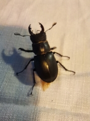 Lucanus cervus turcicus