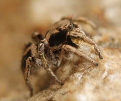 Habronattus festus