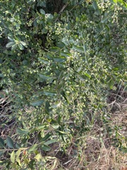 Ligustrum sinense
