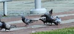 Columba livia