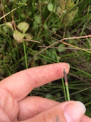 Eleocharis macrostachya